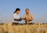 河南发布小麦干热风灾害风险预警|界面新闻 · 快讯